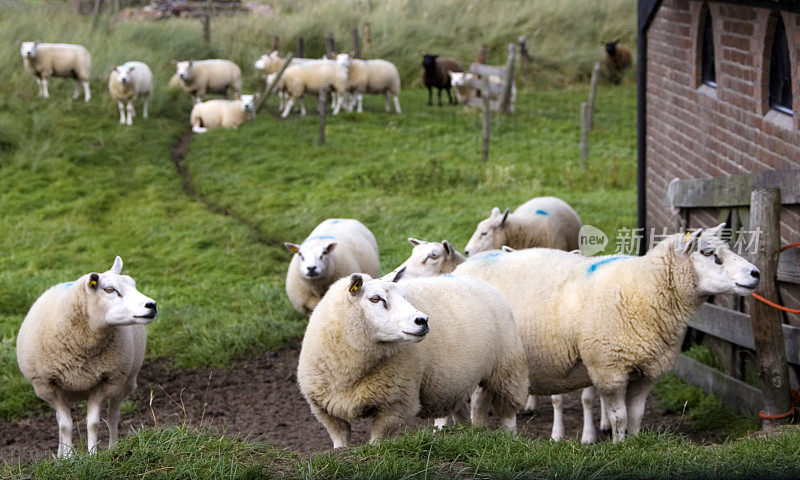 Texel, Barn的绵羊(荷兰)